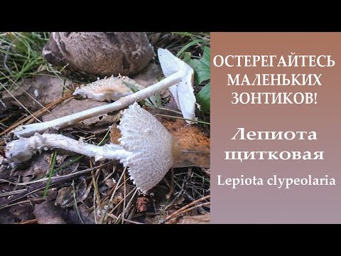 Lepiota vzdutosporovaya: description and photo