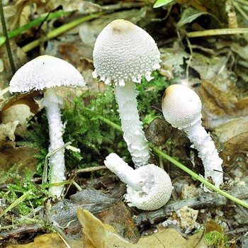 Lepiotas - poisonous mushrooms