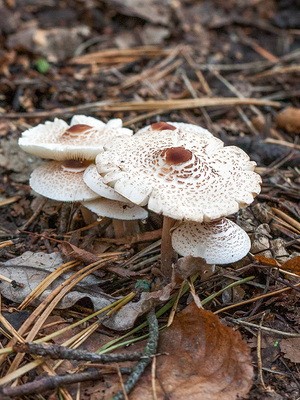 Lepiotas - poisonous mushrooms