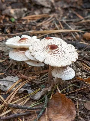 Lepiotas - poisonous mushrooms