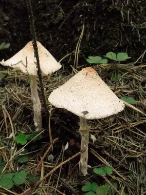 Lepiotas - poisonous mushrooms