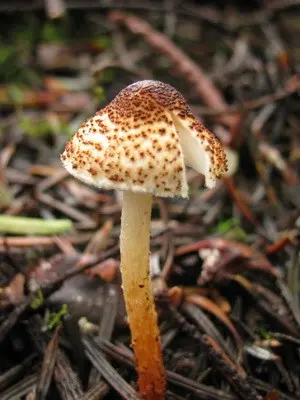 Lepiotas - poisonous mushrooms