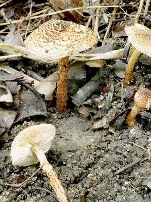 Lepiotas - poisonous mushrooms