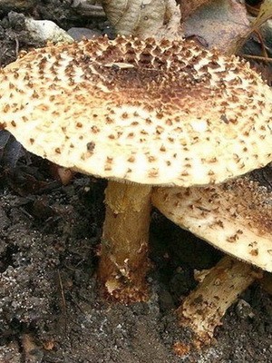 Lepiotas - poisonous mushrooms