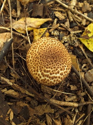 Lepiotas - poisonous mushrooms