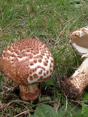 Lepiotas - poisonous mushrooms