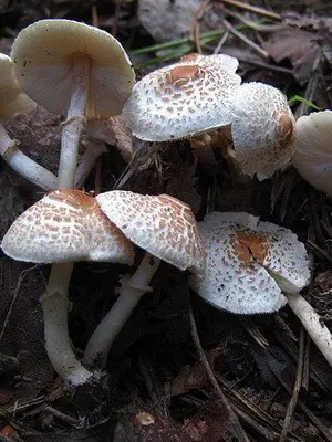 Lepiotas - poisonous mushrooms