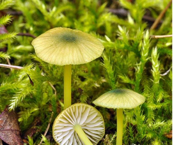 Leptonia grayish (Entoloma grayish): photo and description