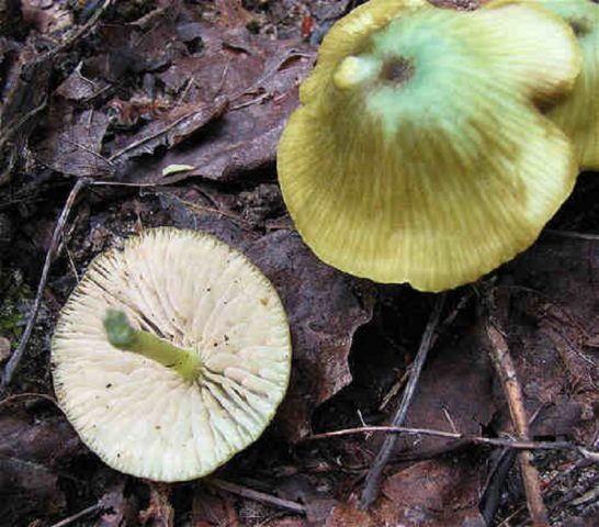 Leptonia grayish (Entoloma grayish): photo and description