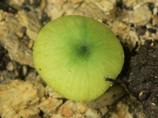 Leptonia grayish (Entoloma grayish): photo and description