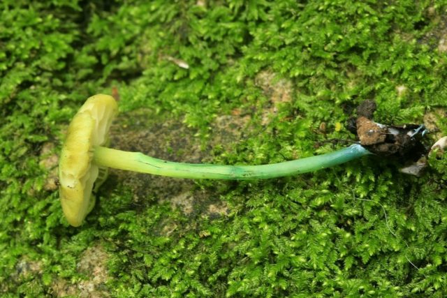 Leptonia grayish (Entoloma grayish): photo and description