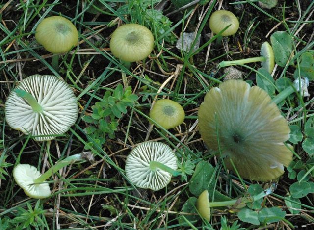 Leptonia grayish (Entoloma grayish): photo and description