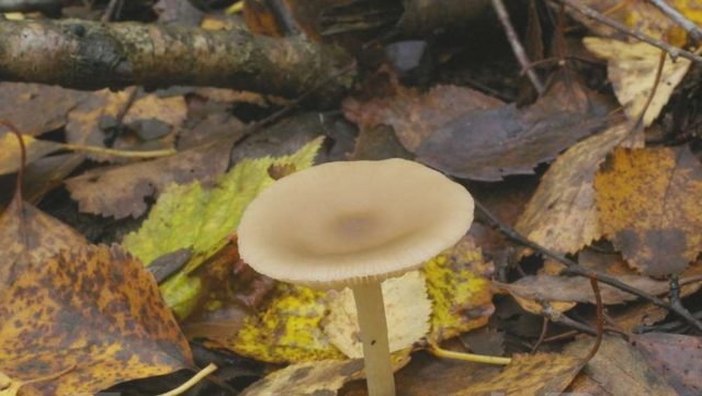 Leptonia grayish (Entoloma grayish): photo and description