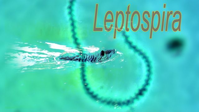 Leptospirosis in cows: veterinary rules, prevention