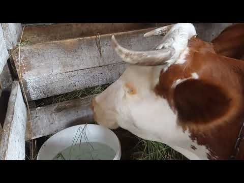 Leptospirosis in cows: veterinary rules, prevention