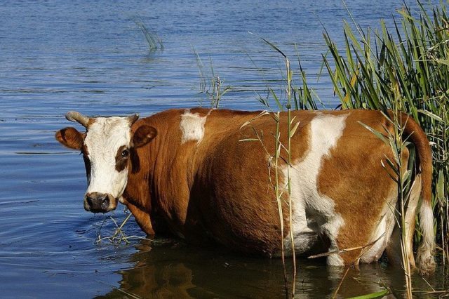 Leptospirosis in cows: veterinary rules, prevention