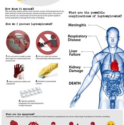 Leptospirosis &#8211; symptoms, diagnosis, treatment, complications