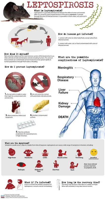 Leptospirosis &#8211; symptoms, diagnosis, treatment, complications