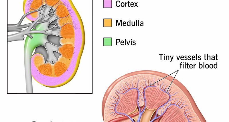 Less sitting means healthier kidneys