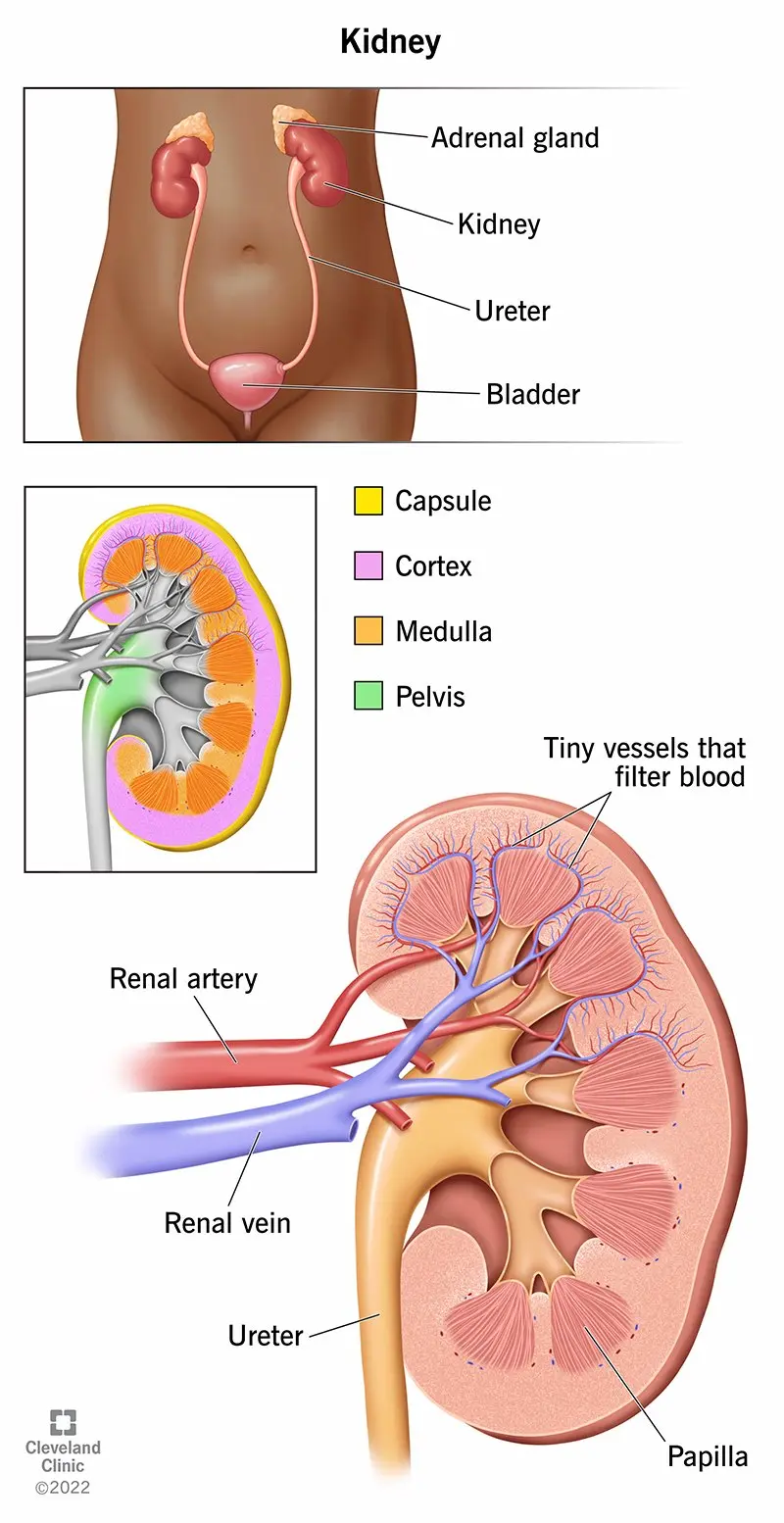 Less sitting means healthier kidneys