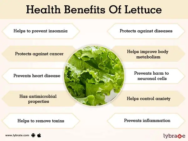 Lettuce &#8211; nutritional values, properties and types