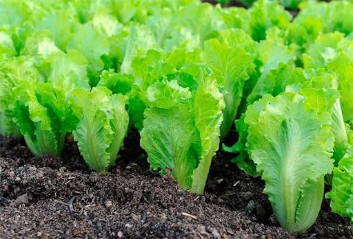 Lettuce: photo, description, cultivation, useful properties, application