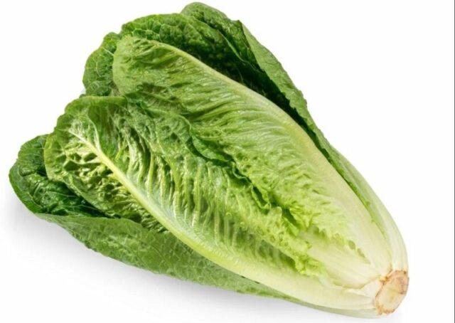 Lettuce: photo, description, cultivation, useful properties, application