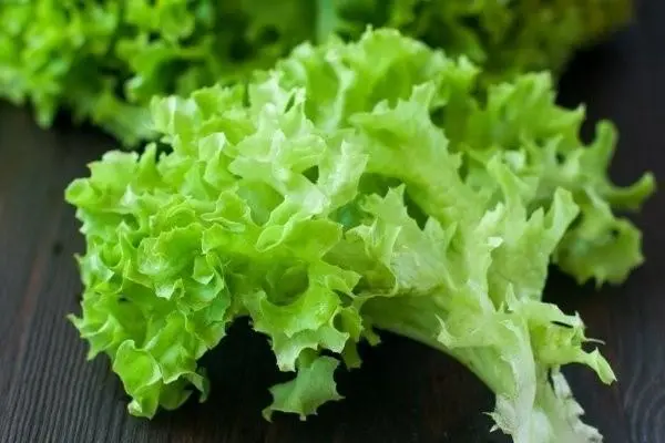 Lettuce: photo, description, cultivation, useful properties, application