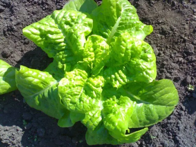 Lettuce: photo, description, cultivation, useful properties, application