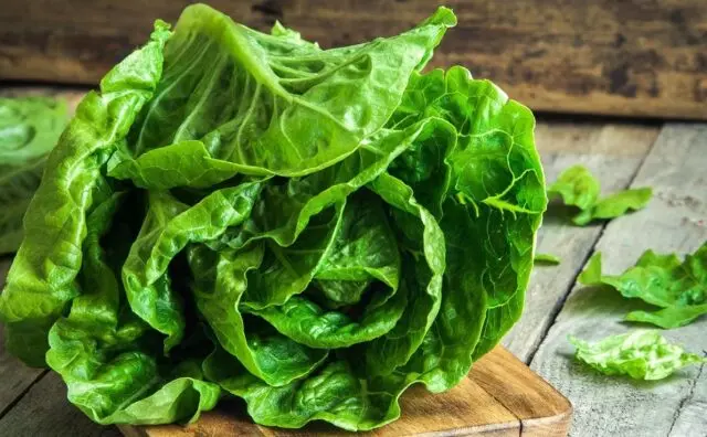 Lettuce: photo, description, cultivation, useful properties, application