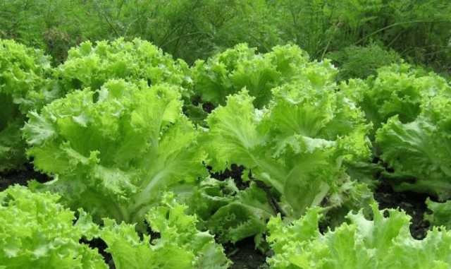 Lettuce: photo, description, cultivation, useful properties, application