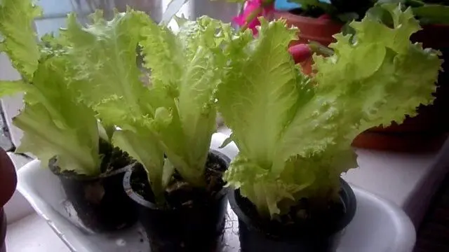 Lettuce: photo, description, cultivation, useful properties, application