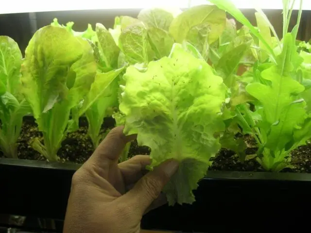 Lettuce: photo, description, cultivation, useful properties, application