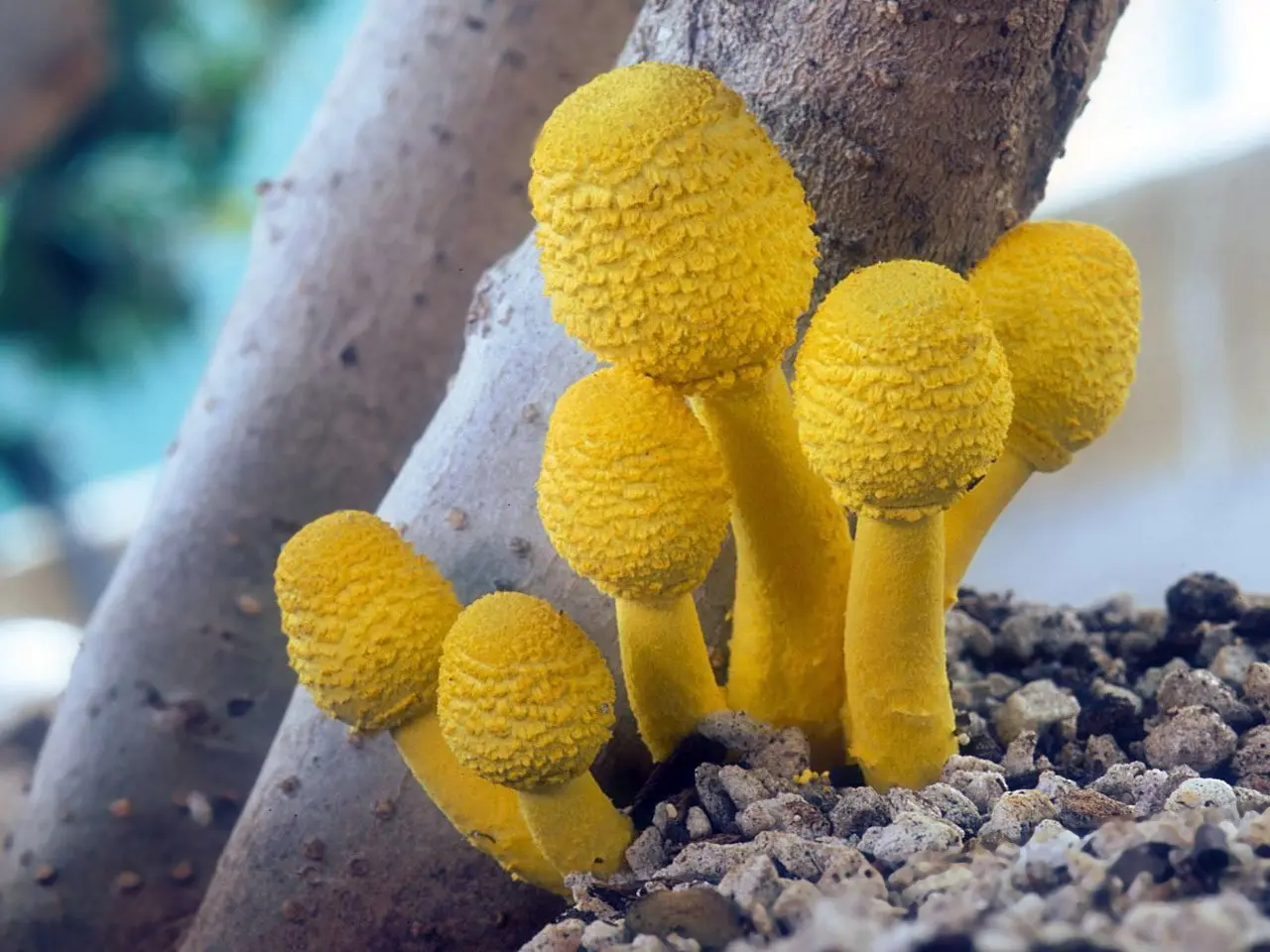 Leucocoprinus birnbaumii (Leucocoprinus birnbaumii) photo and description
