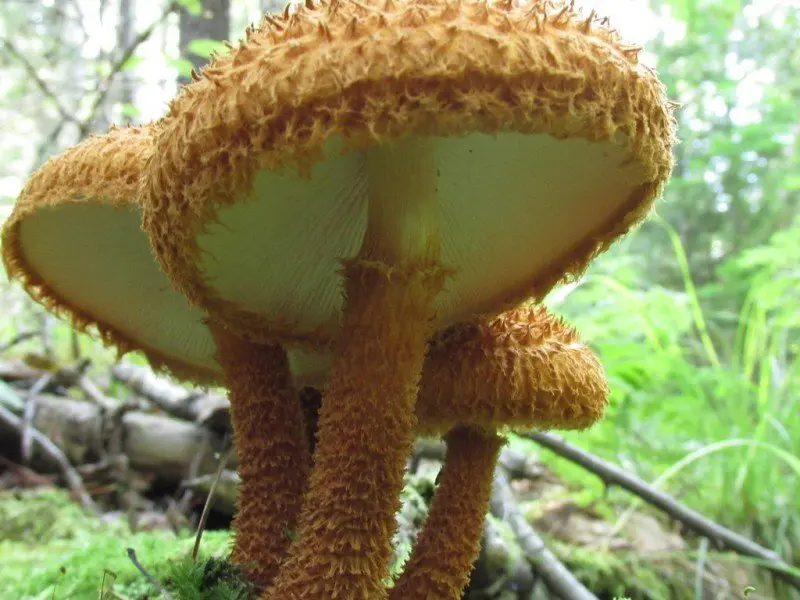 Leucopholiota wood (Leucopholiota lignicola) photo and description