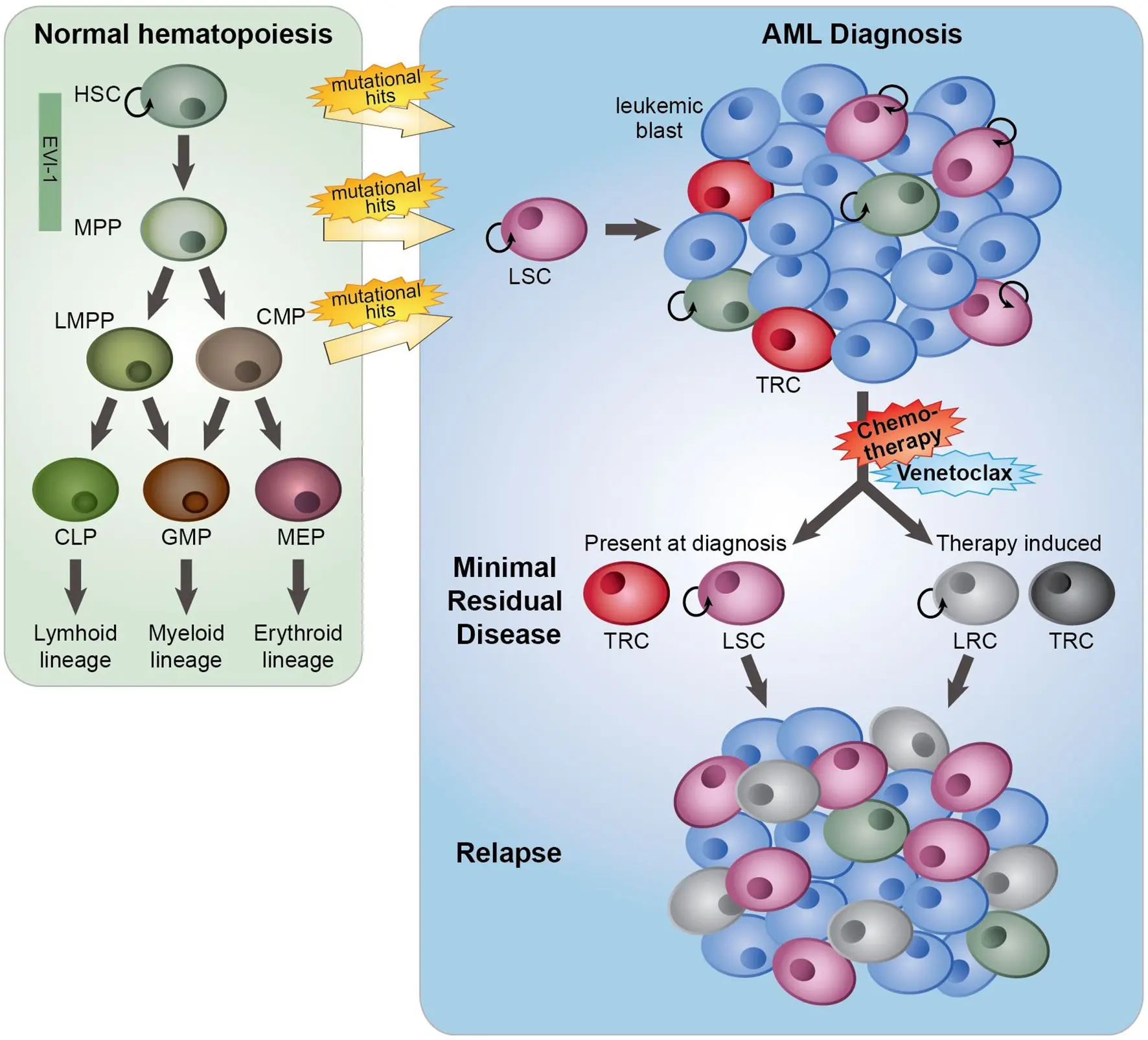 Leukemia cells are very diverse