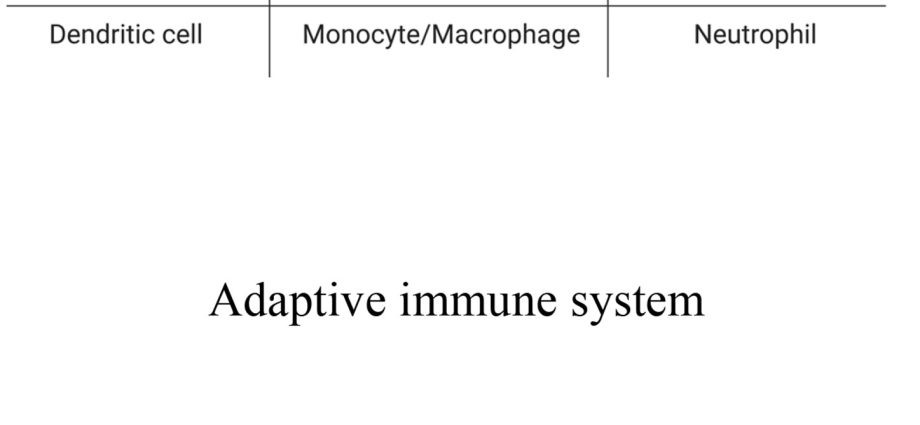 Leukocyte decline &#8211; does it mean a decline in immunity?