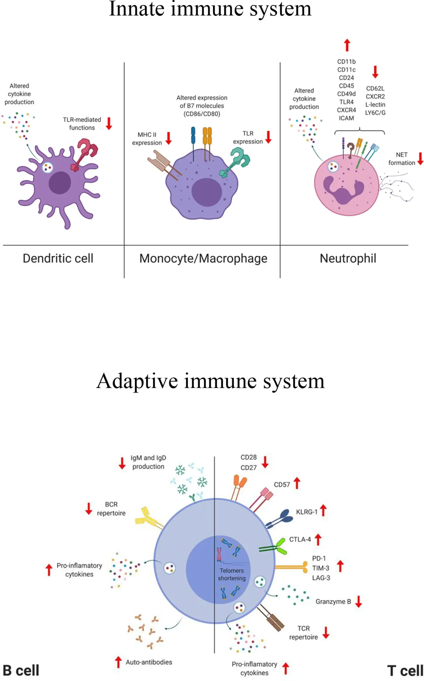 Leukocyte decline &#8211; does it mean a decline in immunity?