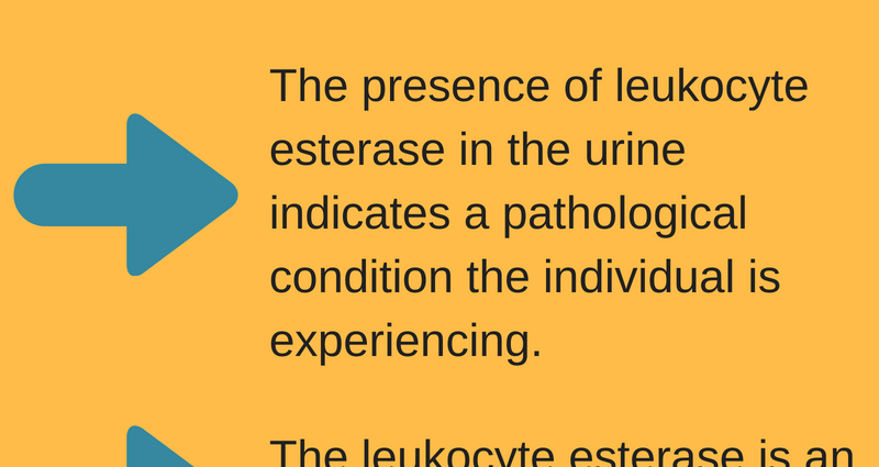 Leukocytes In Urine Norms Causes Symptoms Treatment Healthy Food Near Me 7948