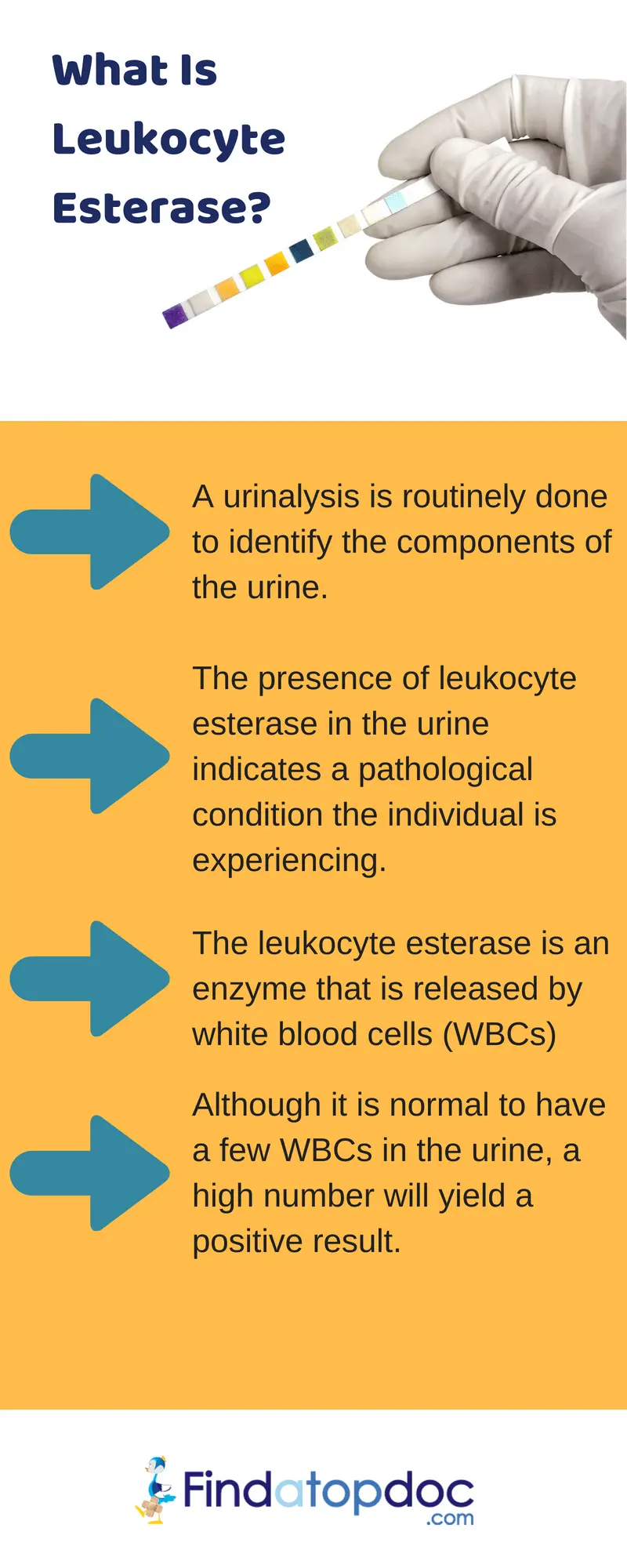 Leukocytes in urine &#8211; norms, causes, symptoms, treatment