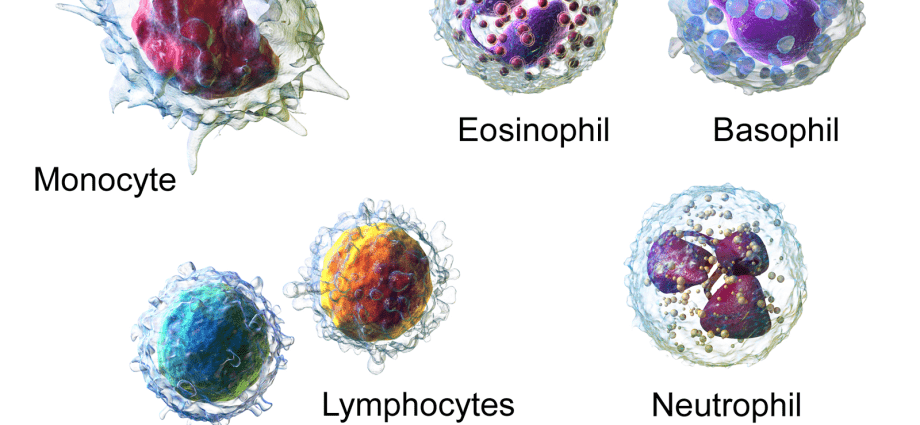 Leukopenia: what is this disease characterized by?