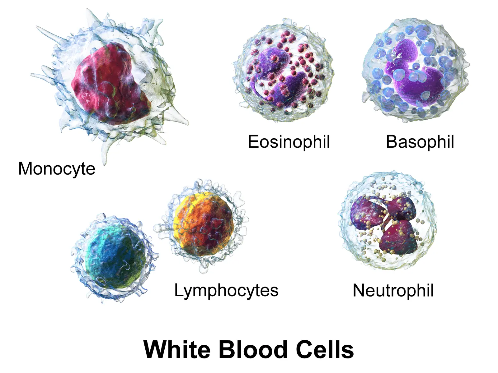 Leukopenia: what is this disease characterized by?