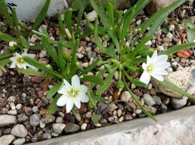 Levizia flower: photo in the flowerbed, description, planting and care, winter hardiness, reviews