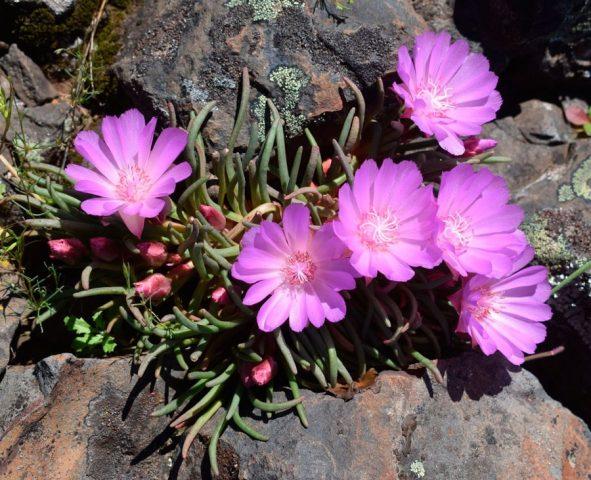 Levizia flower: photo in the flowerbed, description, planting and care, winter hardiness, reviews