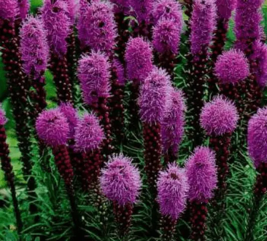 Liatris flower: how to grow a perennial, planting, care, photo, description, reviews