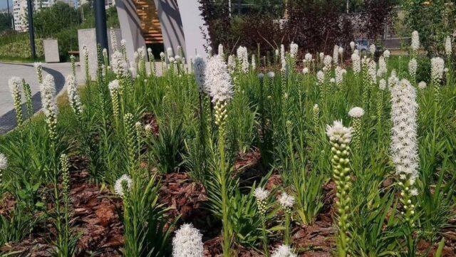 Liatris flower: how to grow a perennial, planting, care, photo, description, reviews