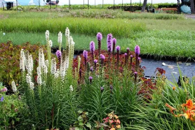 Liatris flower: how to grow a perennial, planting, care, photo, description, reviews