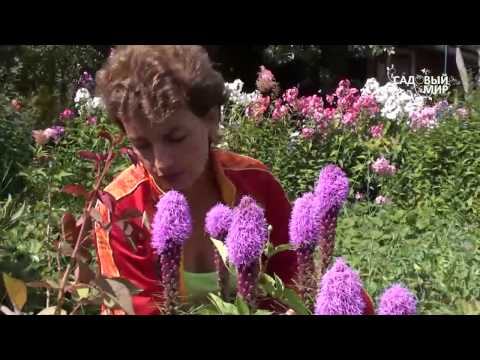 Liatris flower: how to grow a perennial, planting, care, photo, description, reviews