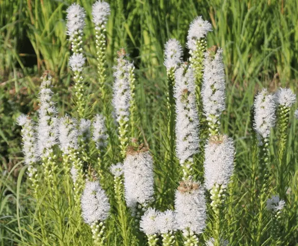 Liatris flower: how to grow a perennial, planting, care, photo, description, reviews