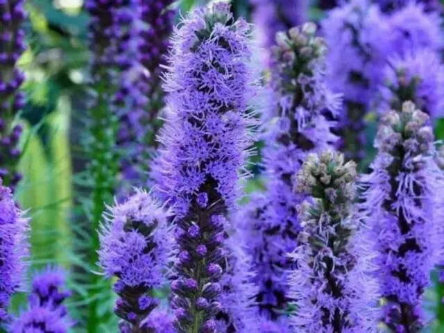 Liatris flower: how to grow a perennial, planting, care, photo, description, reviews